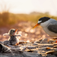 Image for article titled Photos: The beautiful birds that may soon be lost to climate change